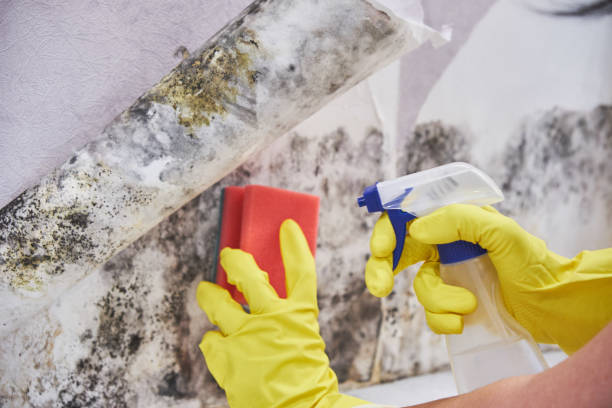 Best Environmental Consulting for Mold Prevention in New Paris, IN