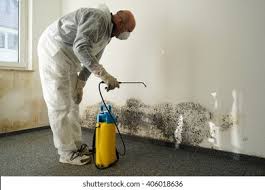 Best Basement Mold Removal in New Paris, IN